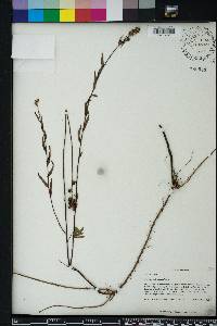 Ludwigia suffruticosa image