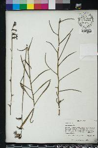 Lobelia glandulosa image