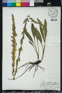 Solidago stricta image