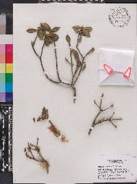Daphnopsis crassifolia image
