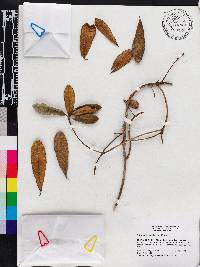 Terminalia chicharronia subsp. domingensis image