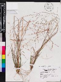 Eragrostis refracta image