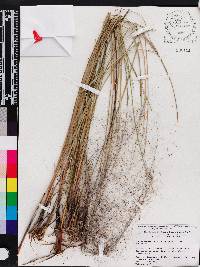 Muhlenbergia capillaris image