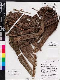 Bactris jamaicana image