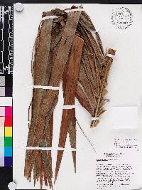 Bactris jamaicana image