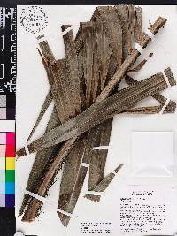 Bactris jamaicana image