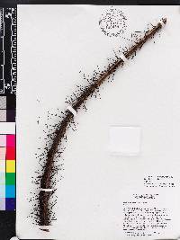 Bactris jamaicana image
