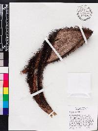 Bactris jamaicana image
