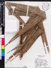 Bactris jamaicana image
