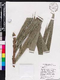 Bactris plumeriana image