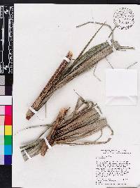 Bactris plumeriana image