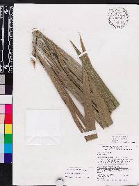 Bactris plumeriana image