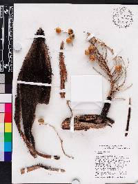 Bactris plumeriana image