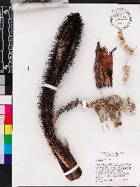 Bactris cubensis image