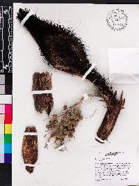 Bactris cubensis image