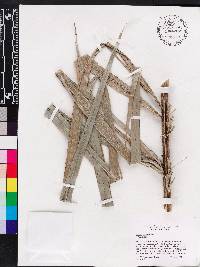 Bactris cubensis image