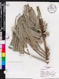 Bactris cubensis image