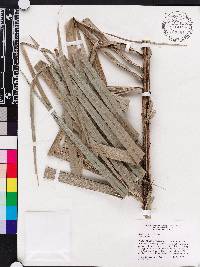 Bactris cubensis image