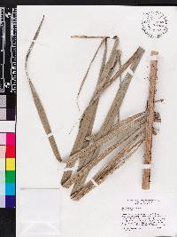 Bactris cubensis image