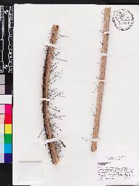 Bactris cubensis image