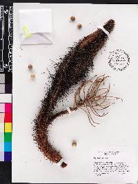 Bactris cubensis image