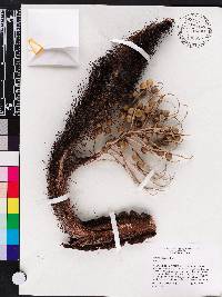 Bactris cubensis image