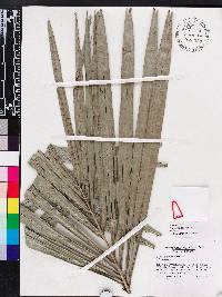 Bactris cubensis image