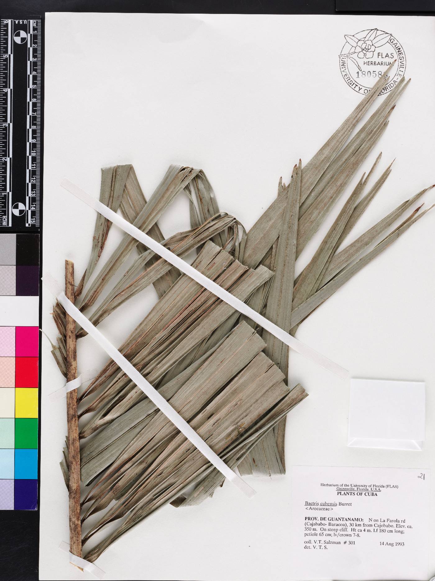 Bactris cubensis image