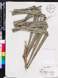 Bactris cubensis image