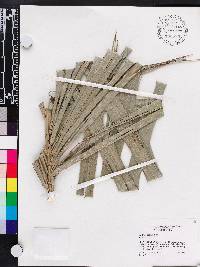 Bactris cubensis image