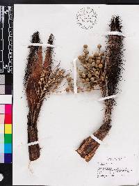 Bactris cubensis image