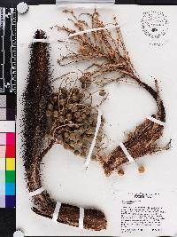 Bactris cubensis image