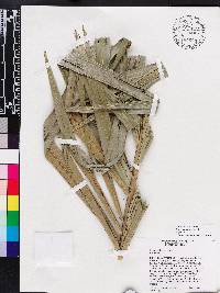 Bactris cubensis image