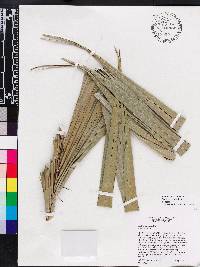 Bactris cubensis image