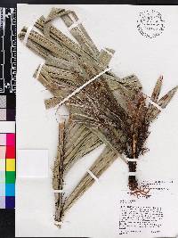 Bactris cubensis image