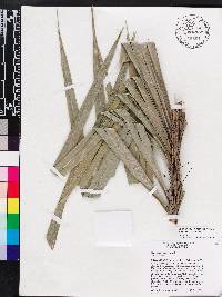 Bactris cubensis image