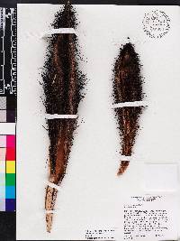 Bactris cubensis image