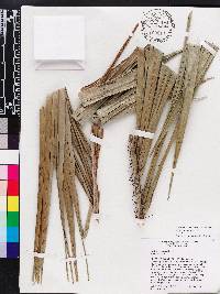 Bactris cubensis image