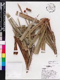 Bactris cubensis image