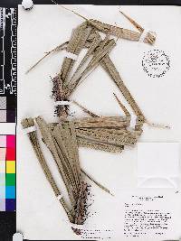 Bactris cubensis image