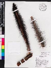 Bactris cubensis image