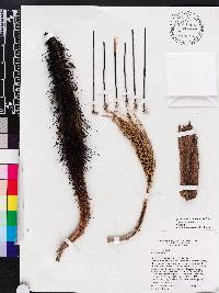 Bactris cubensis image