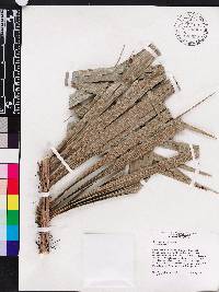 Bactris cubensis image