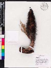 Bactris cubensis image