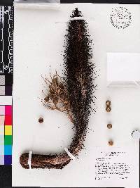 Bactris cubensis image