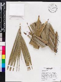 Bactris cubensis image