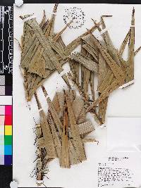 Bactris cubensis image