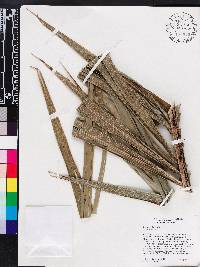 Bactris cubensis image