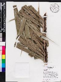 Bactris cubensis image