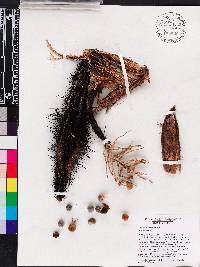 Bactris cubensis image